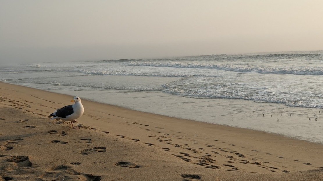 Elmar Beach California