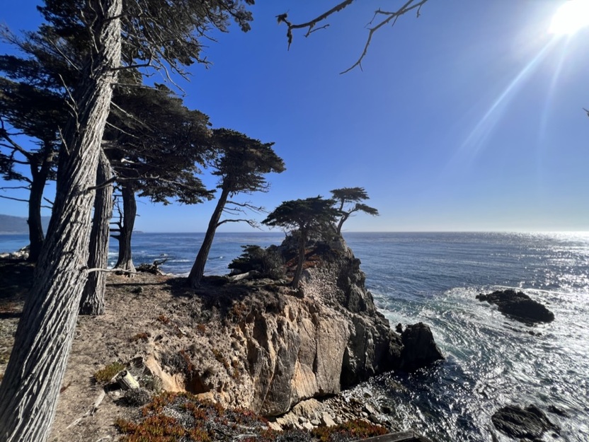 Trees on Pebble Beach CA