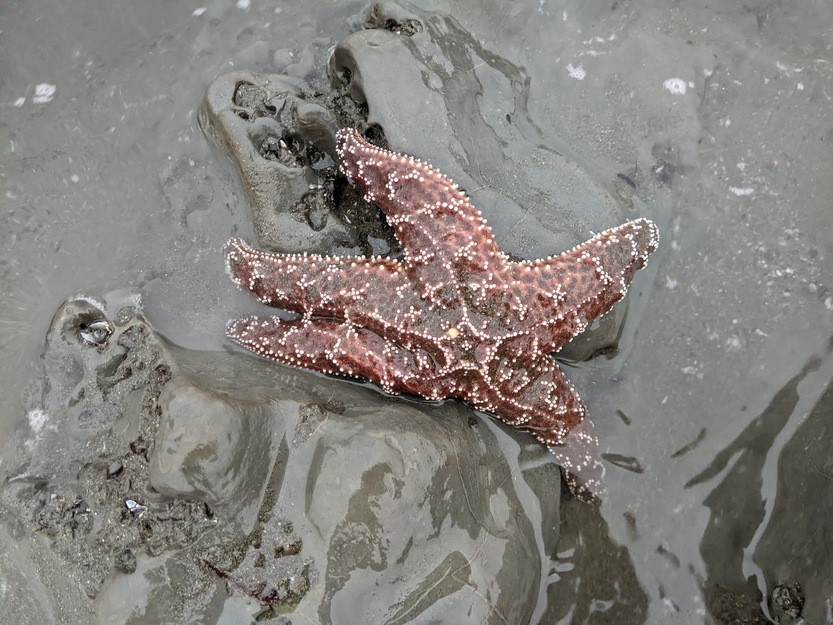 Starfish on Pebble Beach Crescent City California