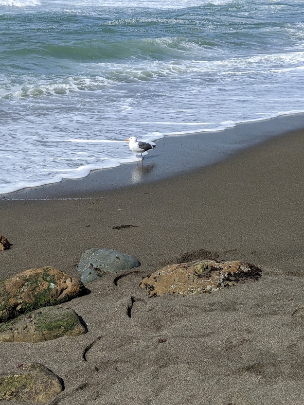 Seagull on Rockaway Beach CA