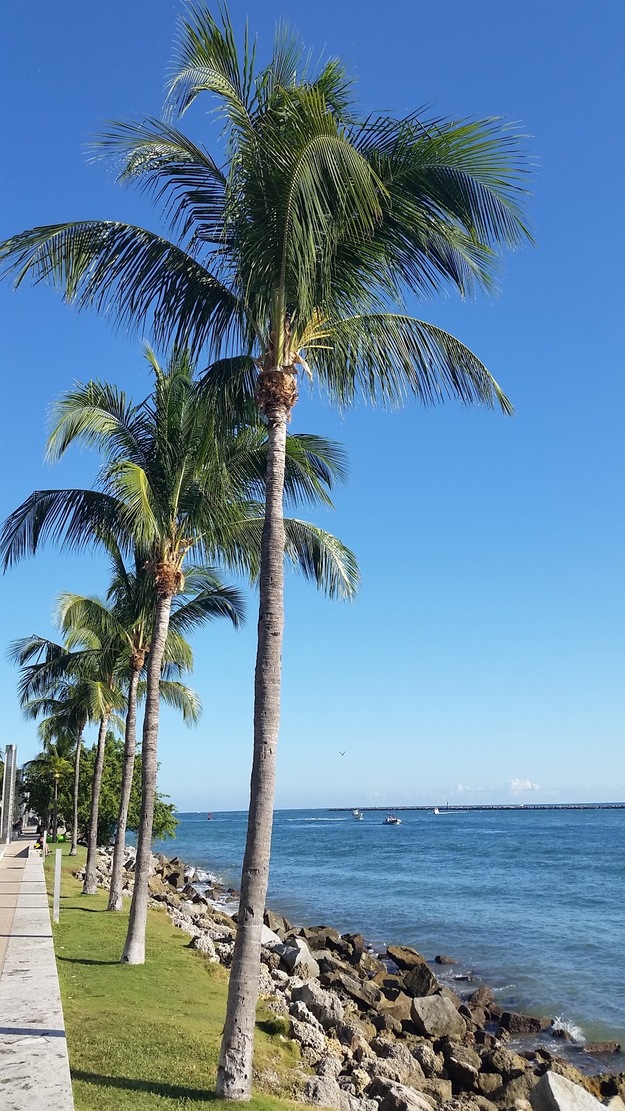 Palms on the seashore