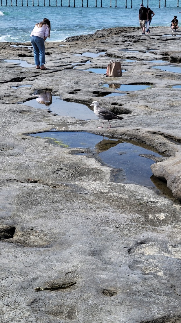 Tide pools at Ocean Beach in San Diego CA