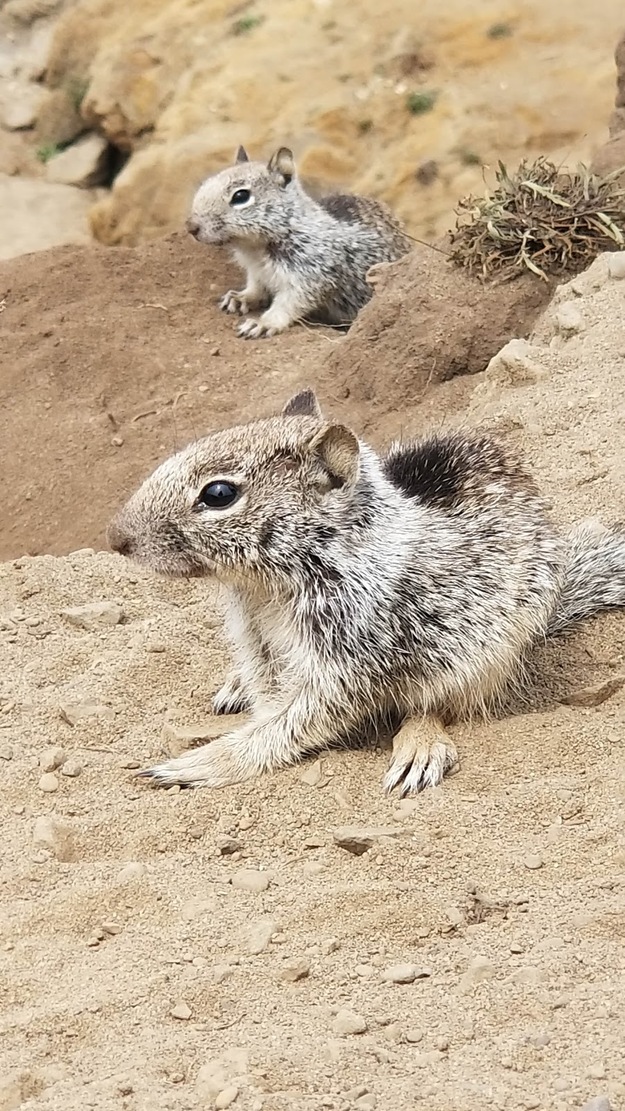 Wildlife on Glass Beach California