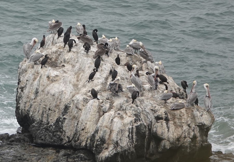 Birds on the rock near Stinson Beach CA