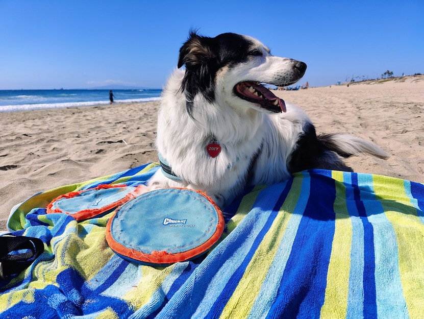 Dog on a towel