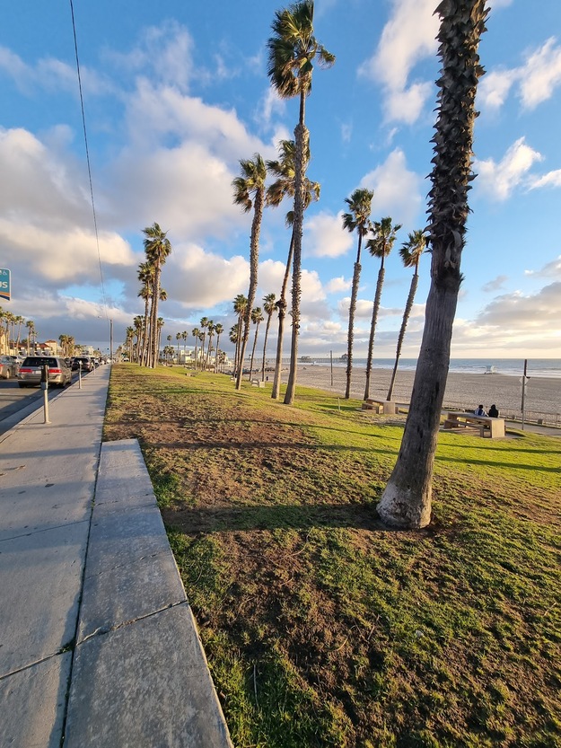 Palms on Dog Beach in Huntington Beach CA