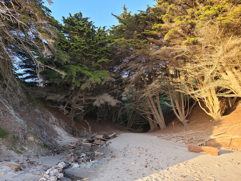 Trees on Pfeiffer Beach CA