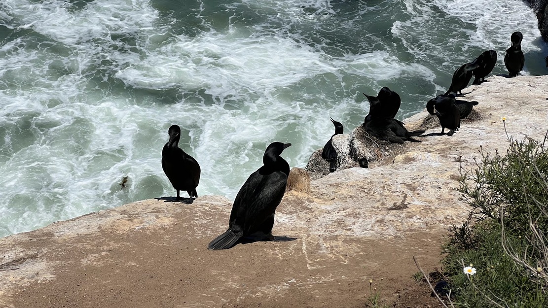 Birds on La Jolla Shores Beach CA
