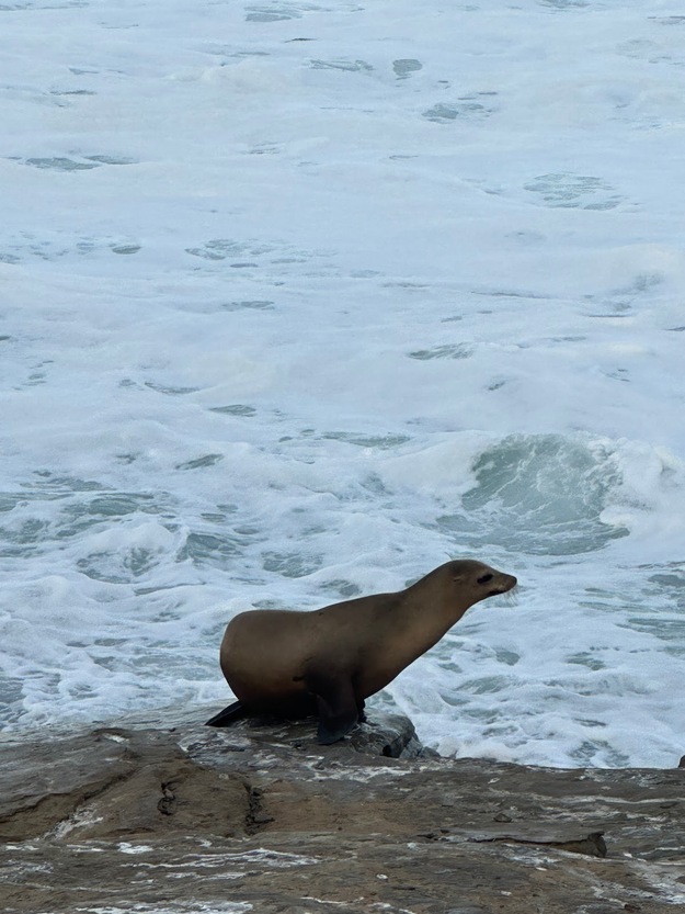 Sea lion on La Jolla Shores Beach CA