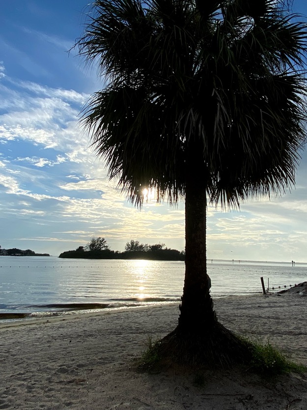 Palm on the beach