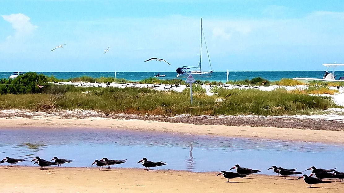 Birds on Anclote Key Preserve State Park Beach