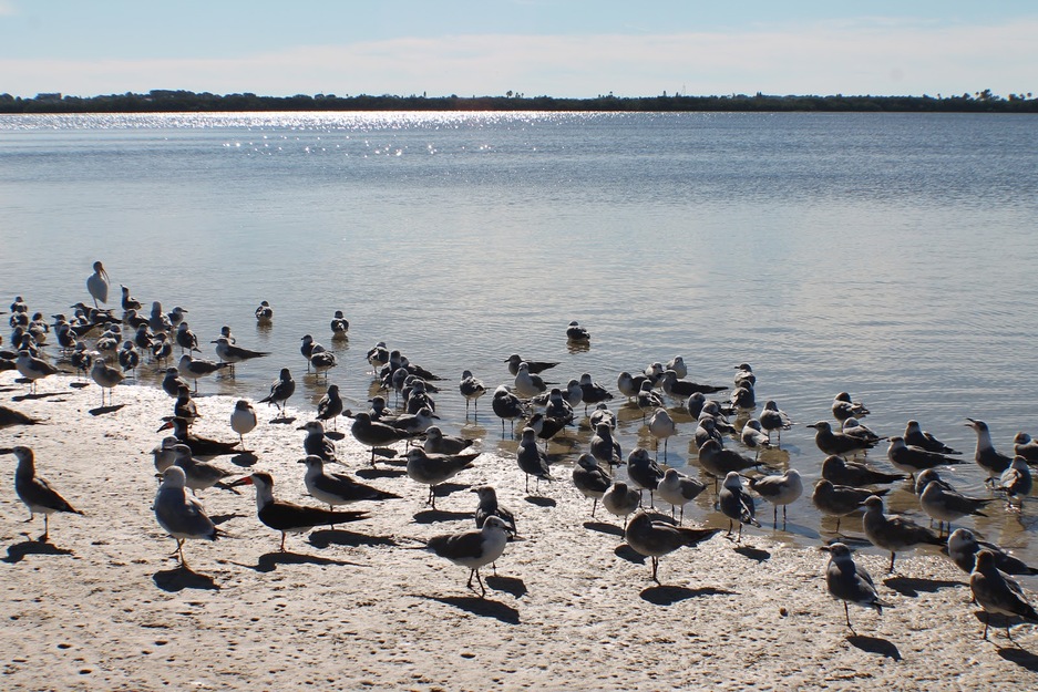 Birds on Green Key Beach FL