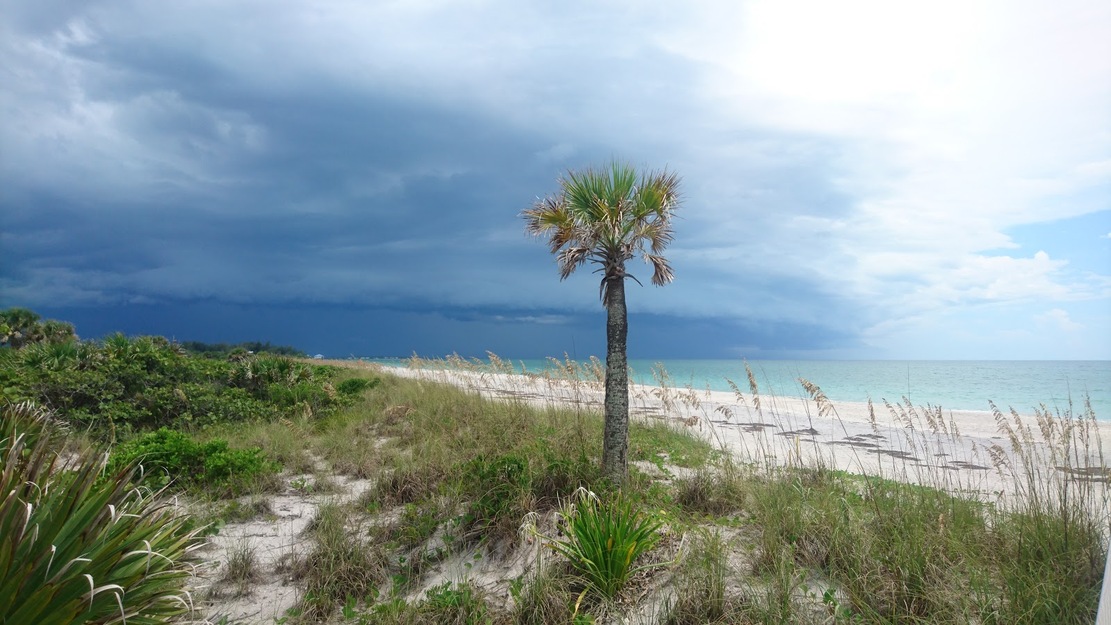 Palm on Don Pedro Island State Park Beach