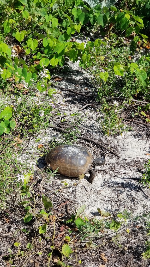 Turtle in the green