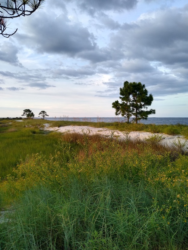 Grass and trees on Mashes Sands Beach
