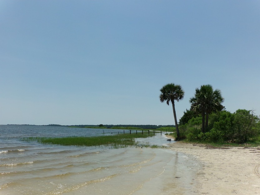 Palm on Wakulla Beach, Florida
