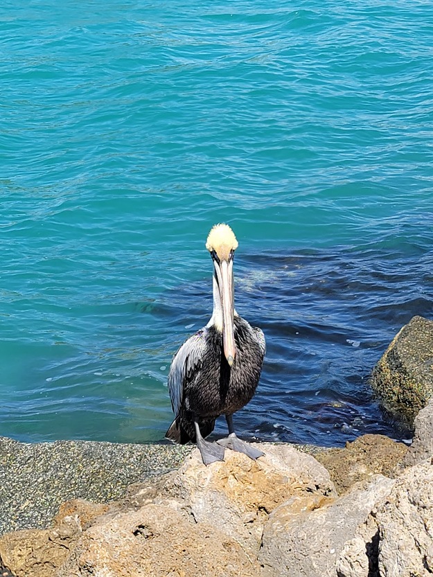 Bird on South Jetty Beach