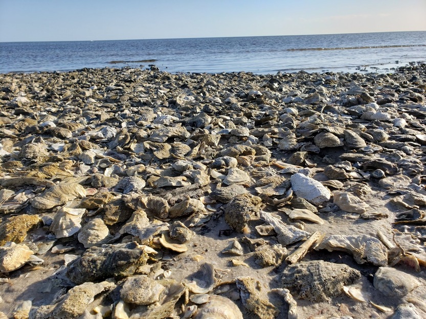 Shells and stones on Shired Island Campground Beach