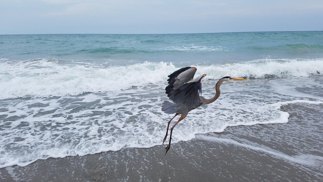 Bird on Spessard Holland South Beach