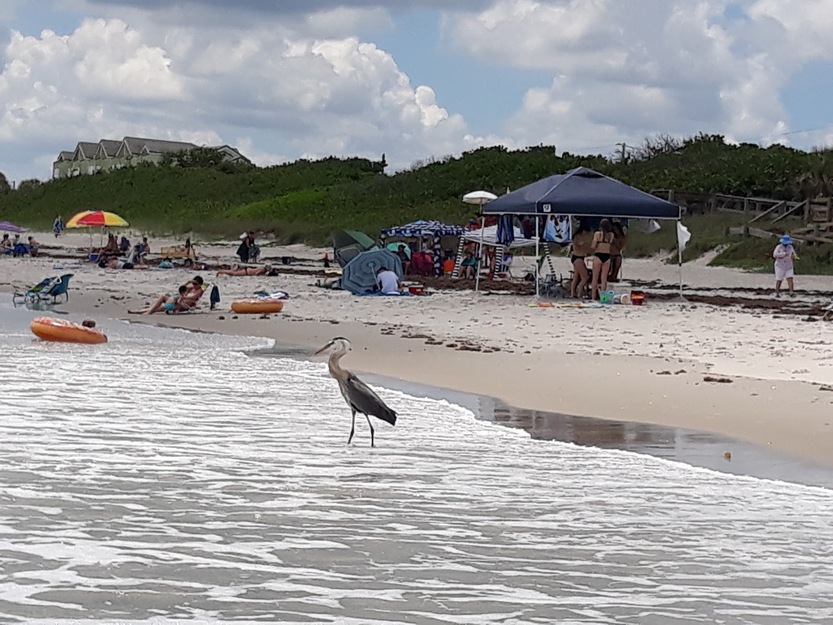 Bird on Spessard Holland South Beach, Florida