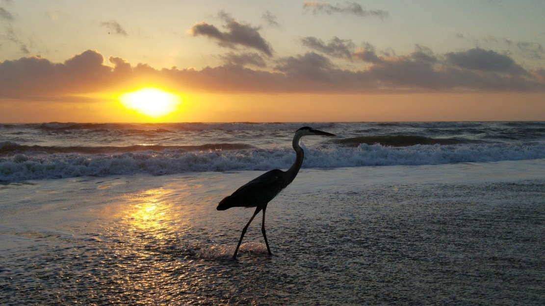 Bird on Spessard Holland North Beach, FL