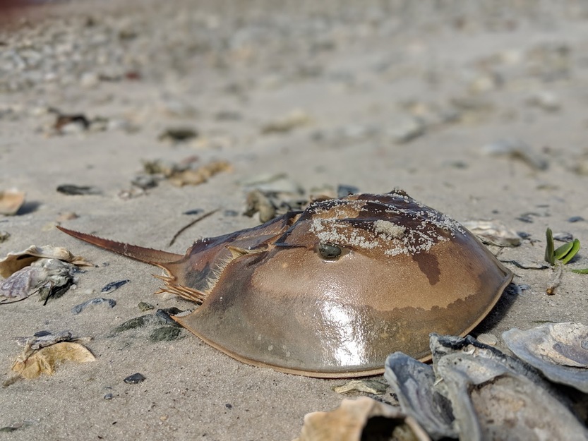 Horseshoe crab in Cedar Keys National Wildlife Refuge, FL