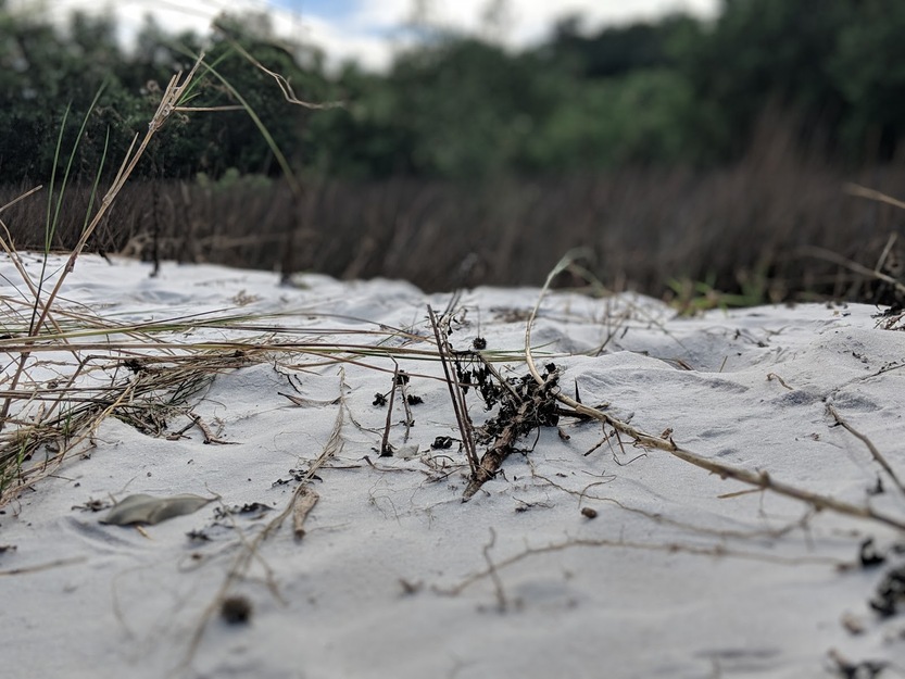 Seahorse Island Beach, FL