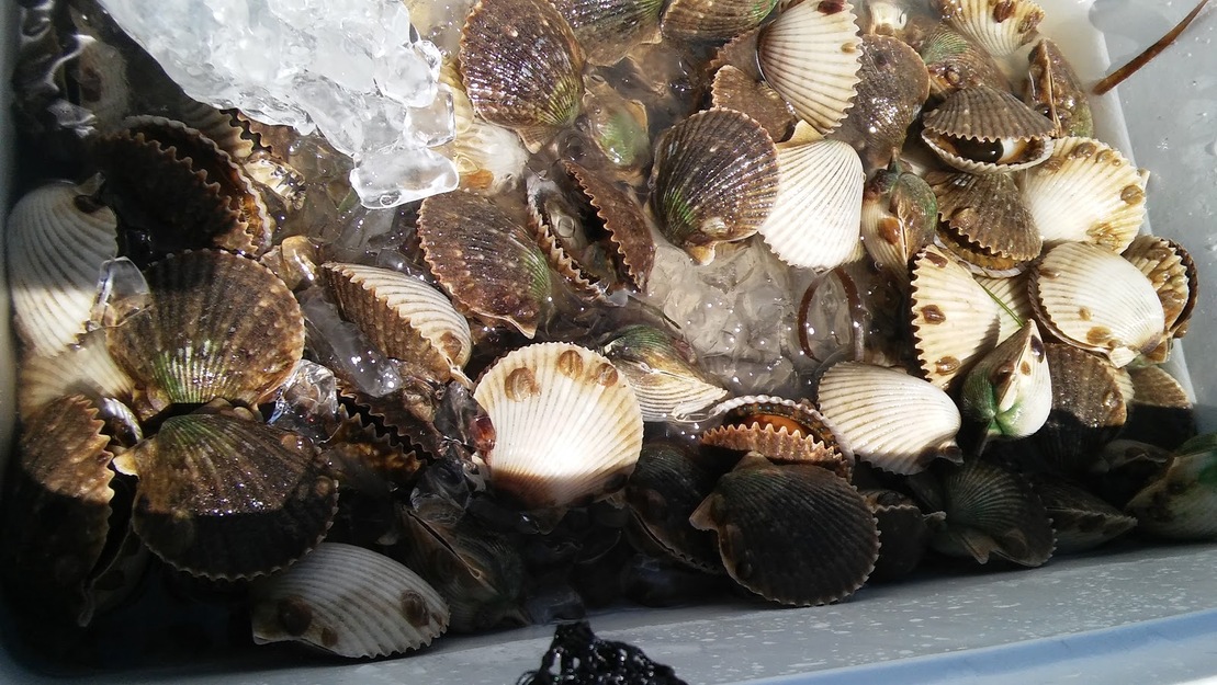 Shells on Hagens Cove Park Beach