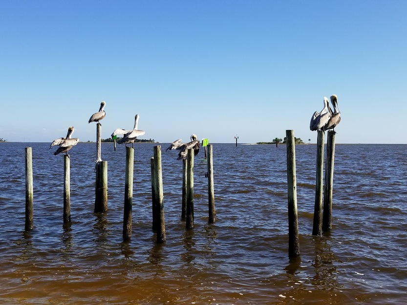 Birds in Horseshoe Beach Park