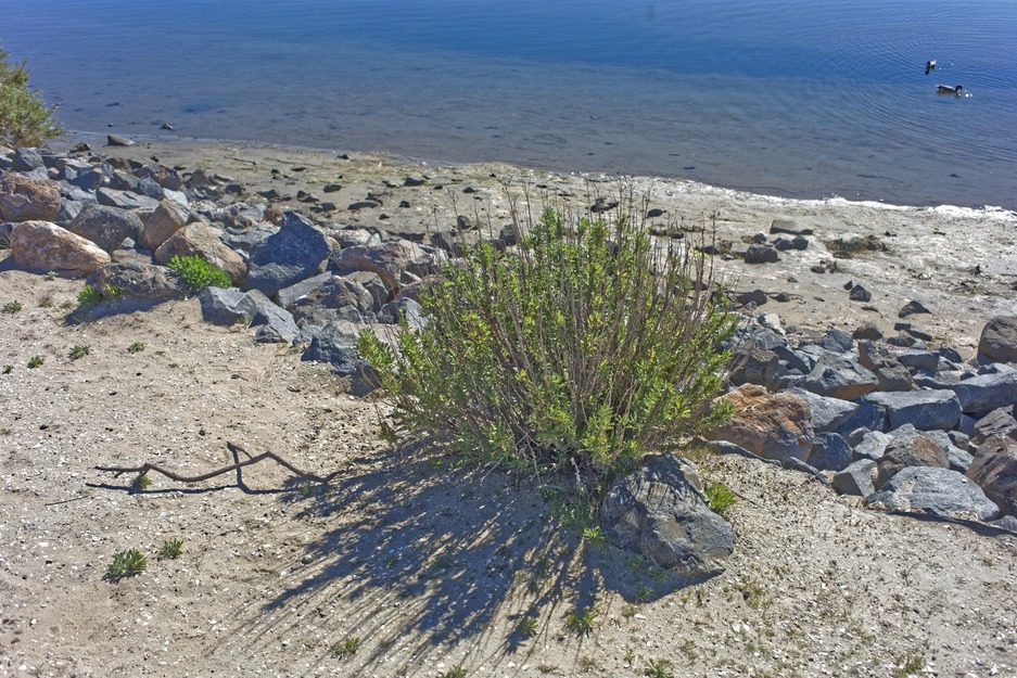 Grass on Bolsa Chica State Beach California