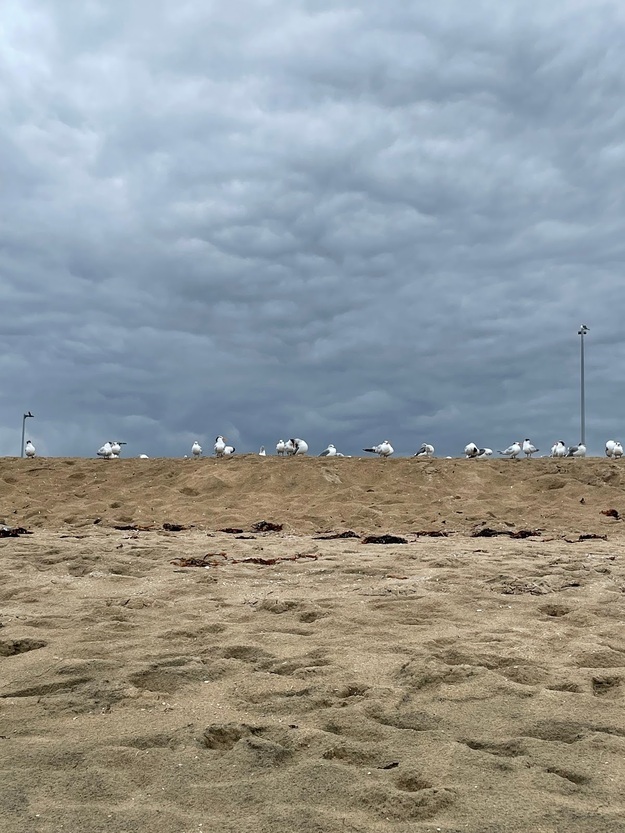 Birds on Bolsa Chica Beach California
