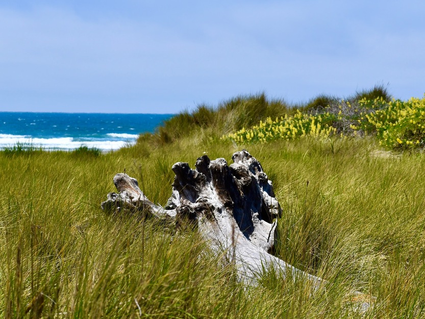 Clam Beach County Park, CA