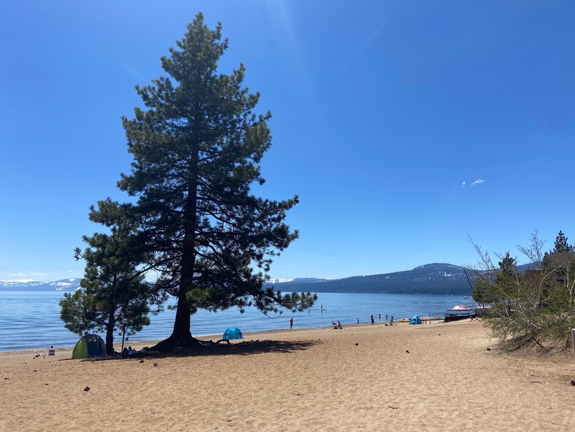 Large tree on Kings Beach CA
