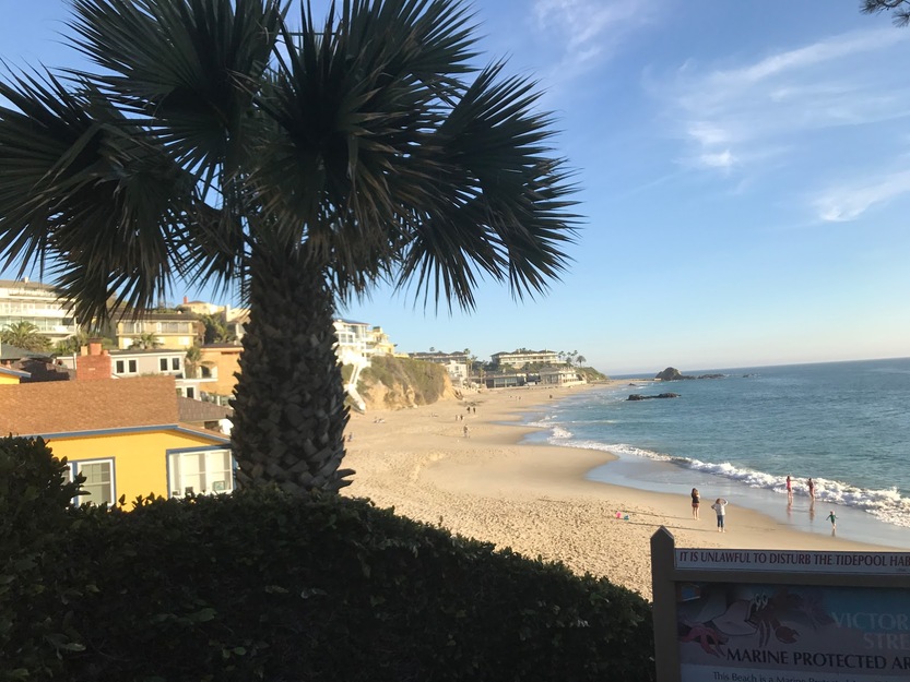 Palm on Victoria Beach, Laguna Beach, CA