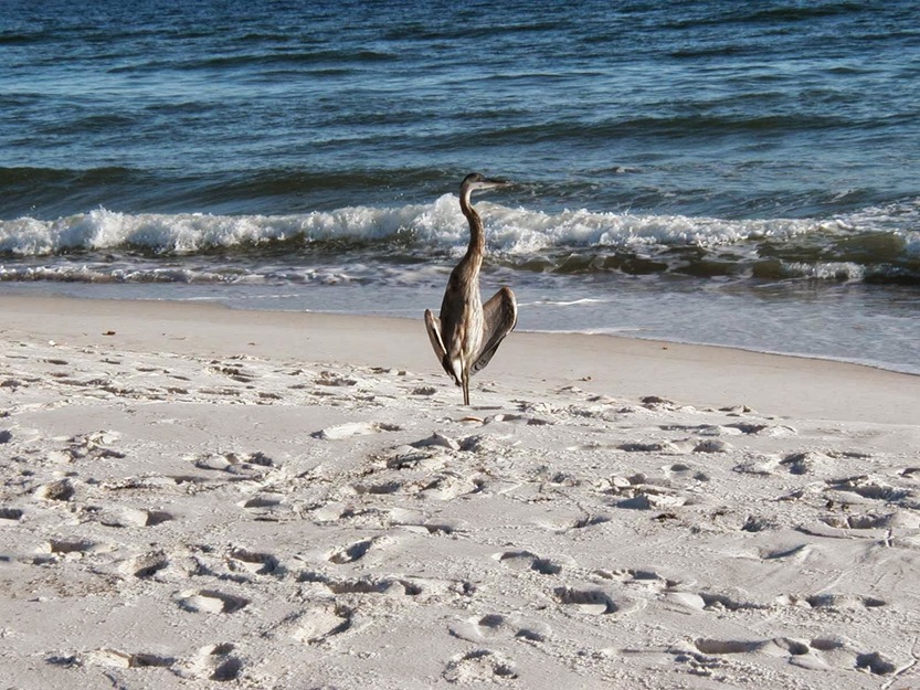 Bird on the seashore