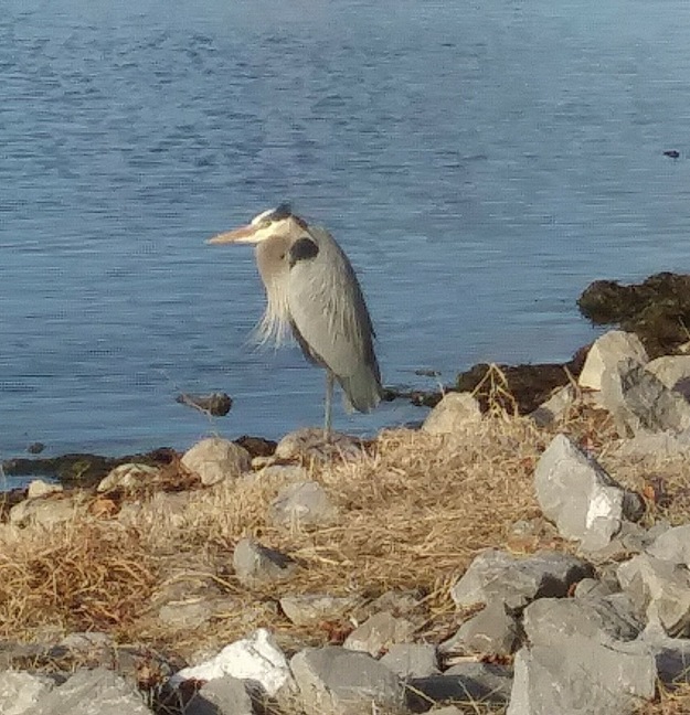 Bird near the lake