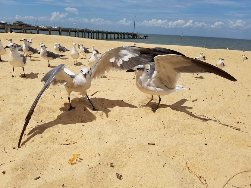 Seagulls on the beach