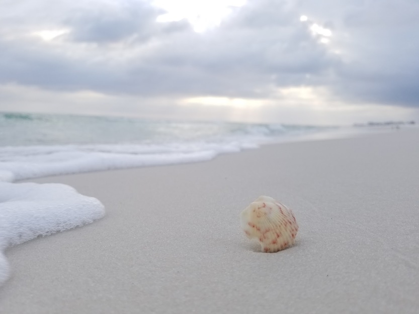 Seashell on the beach