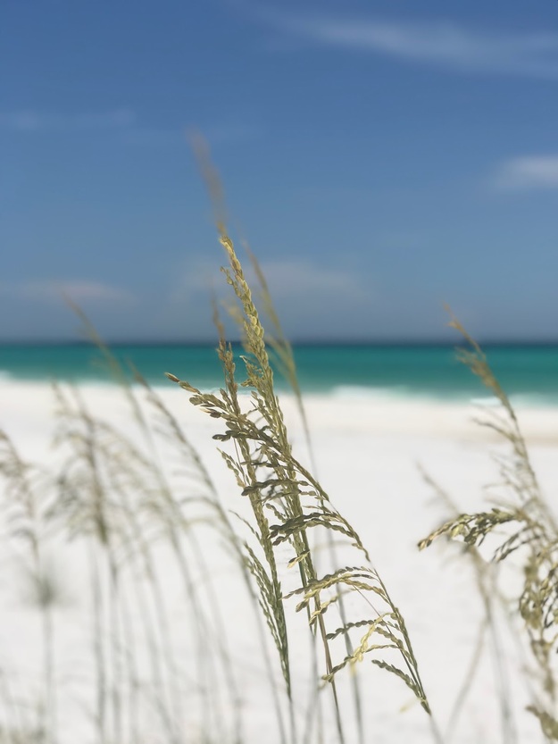 Grass on the beach