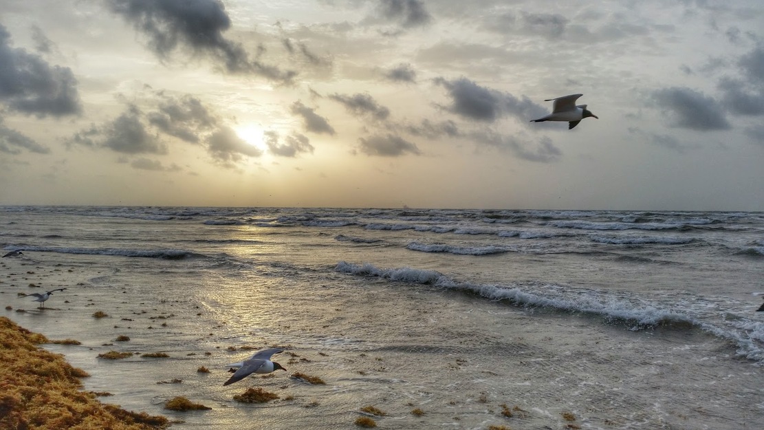 Seagulls flying over the sea