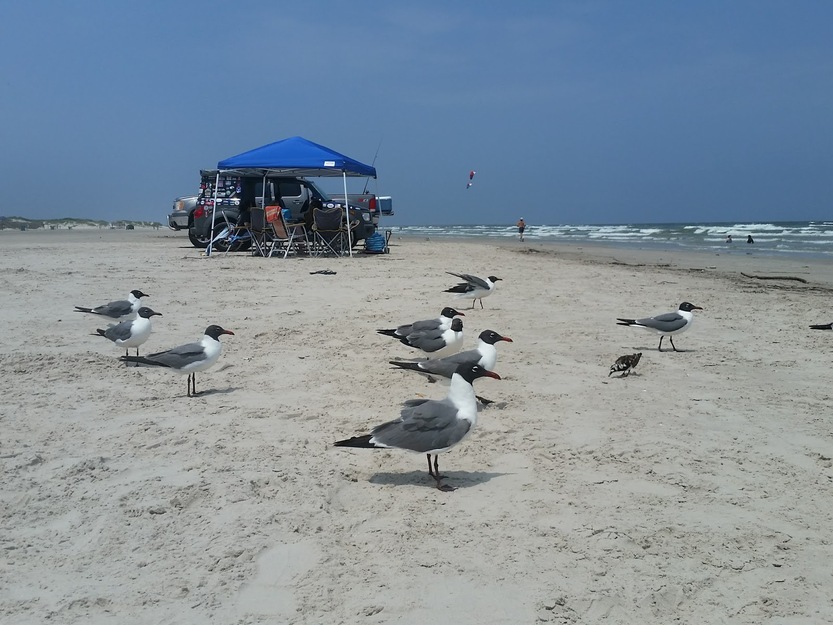 Seagulls on the beach