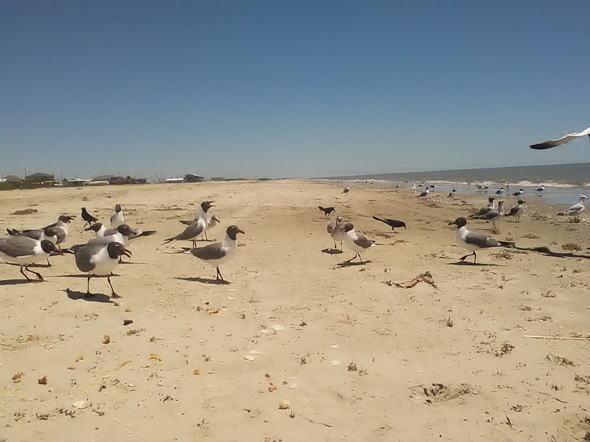 Gulls on Cajun Riviera