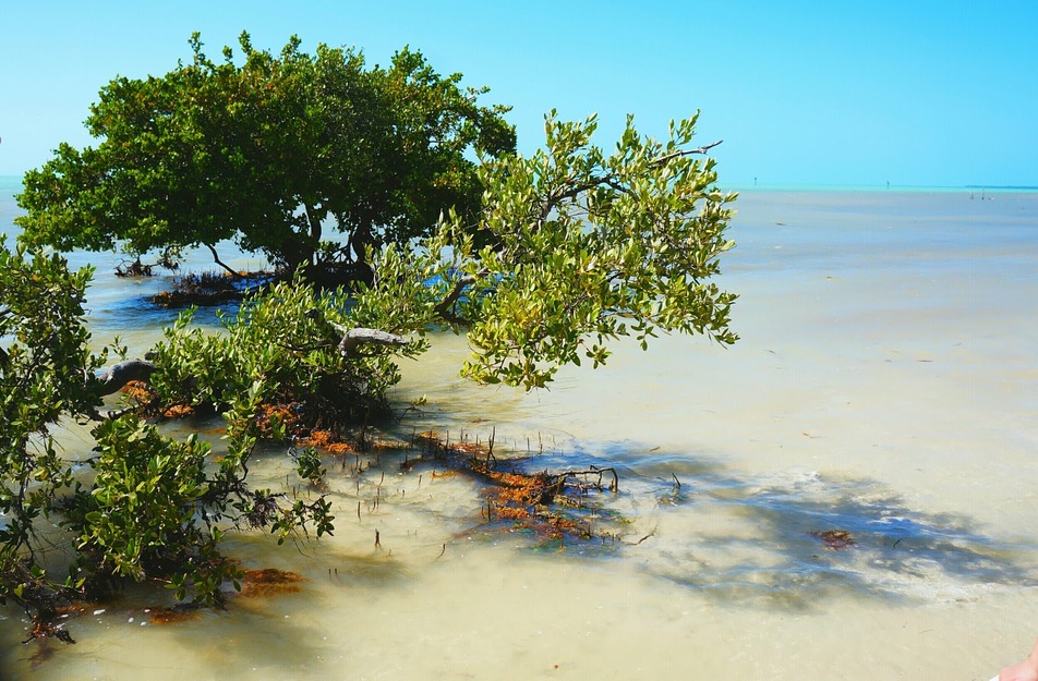 Mangroves on the seashore
