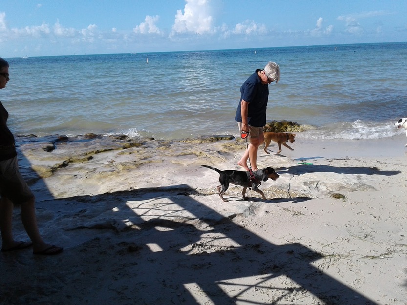 Dog owner on the beach