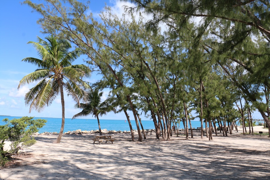 Trees on the seashore