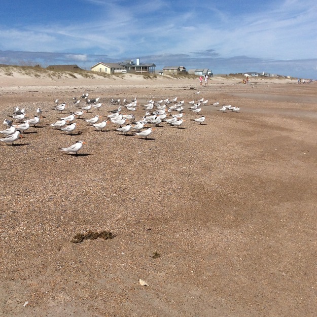 Seagulls on the beach