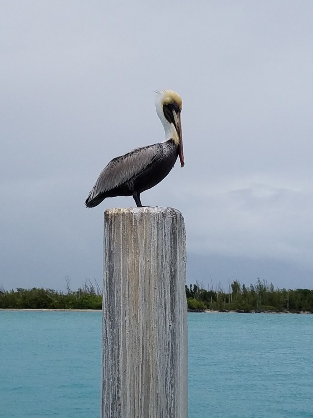 A bird at the sea