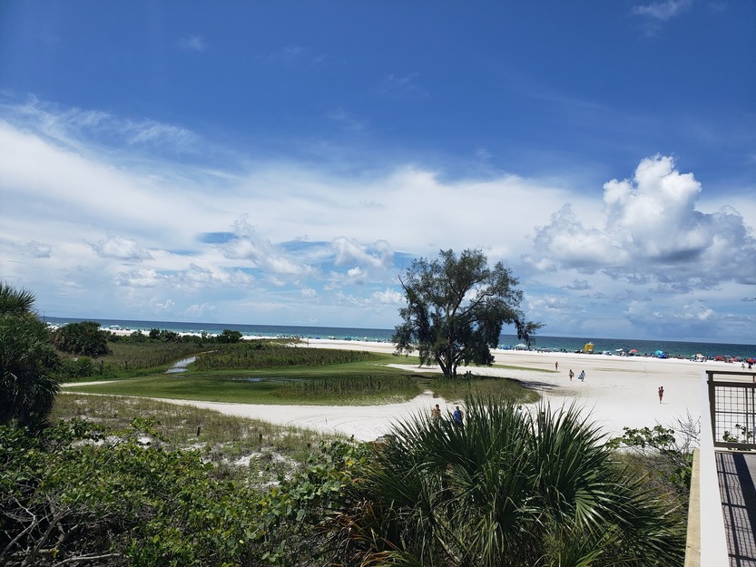 A tree and a grassy area on the beach