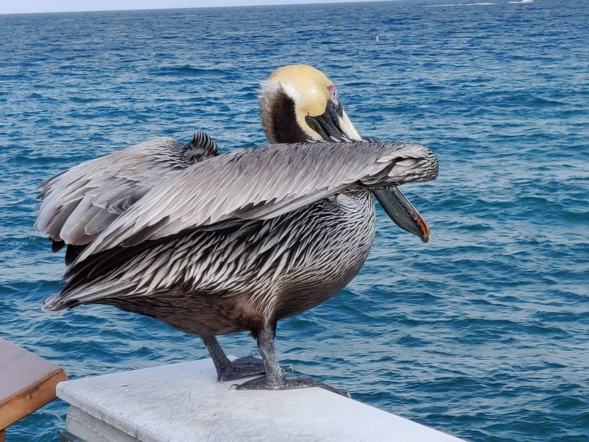 Bird near the sea