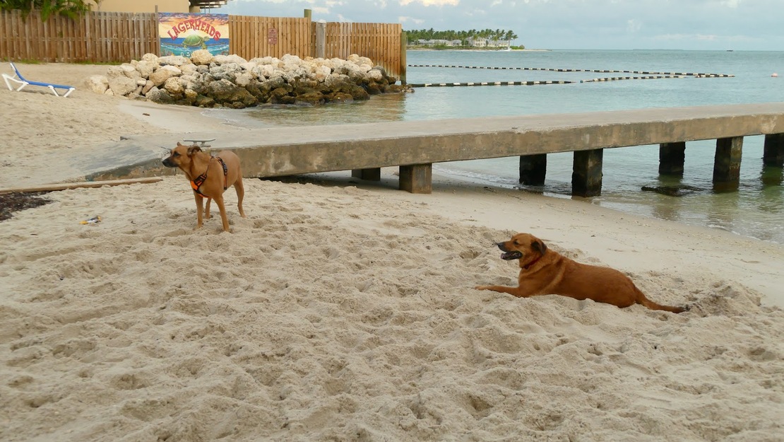 Dogs on the beach